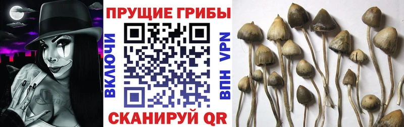 Псилоцибиновые грибы прущие грибы  Кизилюрт 